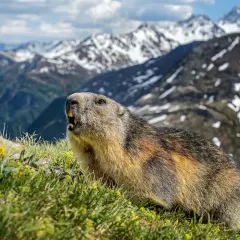 Een nieuwsgierige marmot kijkt op uit het gras, met besneeuwde bergtoppen op de achtergrond.