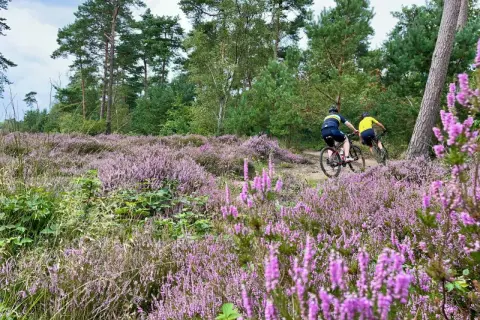 Twee mountainbikers rijden door een paars bloeiend heideveld, een prachtig mountainbike vignet.