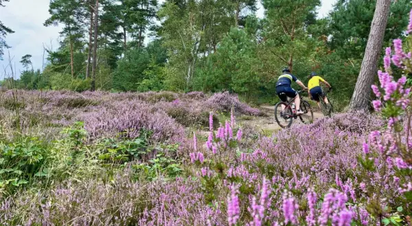 Twee mountainbikers rijden door een paars bloeiend heideveld, een prachtig mountainbike vignet.