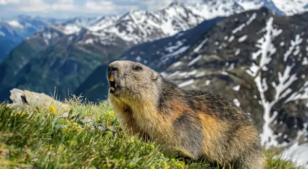 Een nieuwsgierige marmot kijkt op uit het gras, met besneeuwde bergtoppen op de achtergrond.