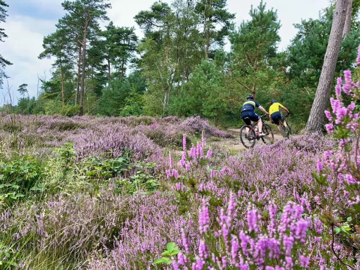 Twee mountainbikers rijden door een paars bloeiend heideveld, een prachtig mountainbike vignet.
