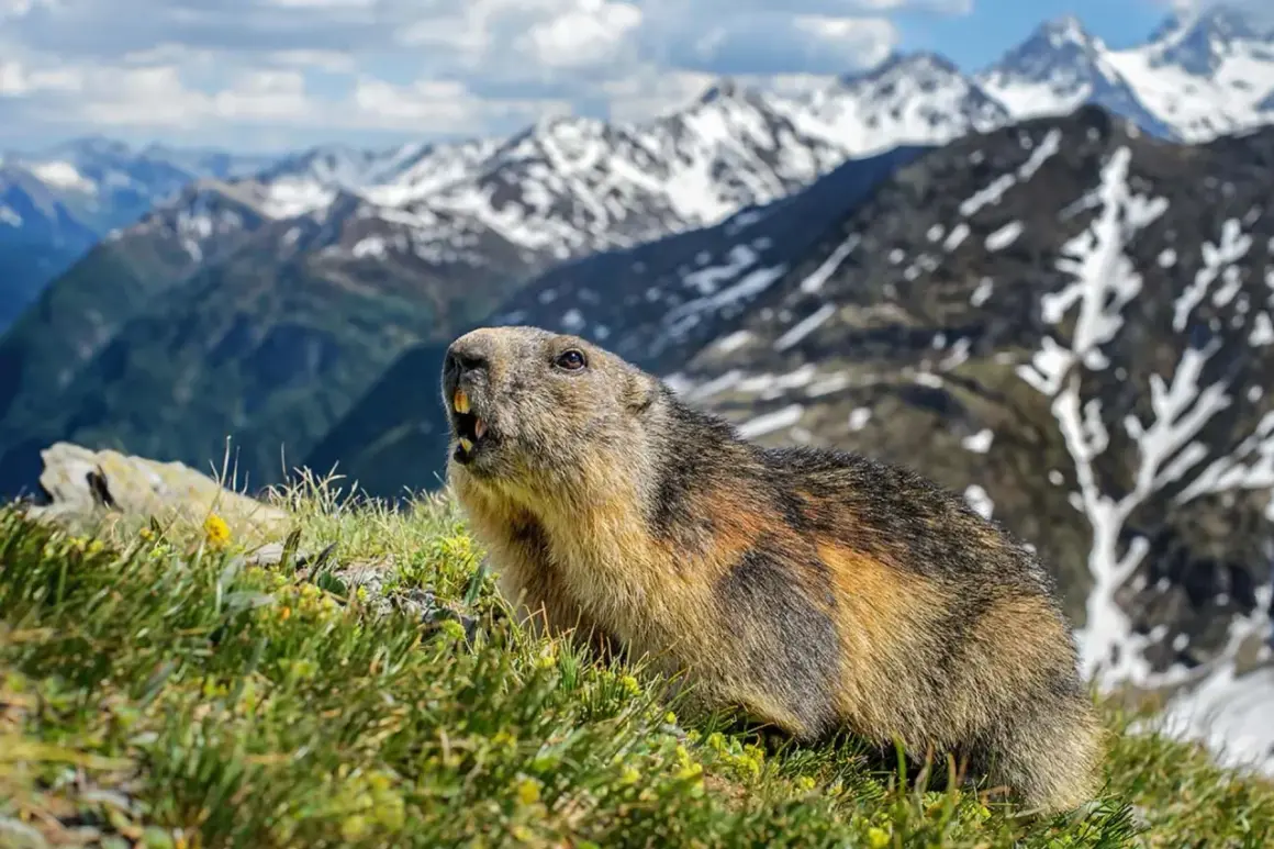 Een nieuwsgierige marmot kijkt op uit het gras, met besneeuwde bergtoppen op de achtergrond.